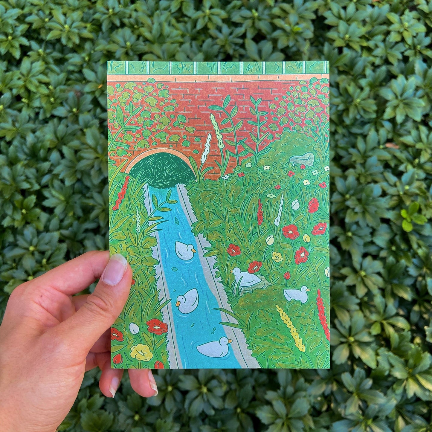 ducks frolicking print ✶ june 2024 print club